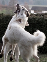 Ulysses mit Thalia im Dezember 2017