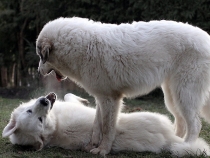 Ulysses mit Thalia im Dezember 2017