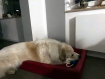 Pyrenäenberghund Ursus im Dezember 2019