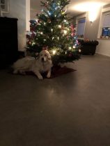 Pyrenäenberghund Ursus im Dezember 2019