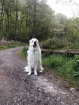 Pyrenäenberghund Ursus im Mai 2021