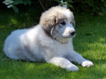 Uvale im August 2017