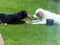 Uvale im August 2017