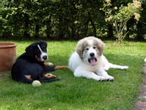 Uvale im August 2017