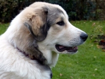 Uvale im November 2017