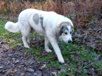 Uvale im November 2017