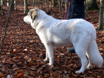 Uvale im November 2017