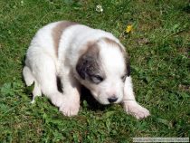 Rüde 4 vom V-Wurf im Alter von zweieinhalb Wochen