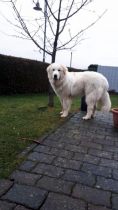 Pyrenäenberghund Vegard im Dezember 2019