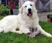 Pyrenäenberghund Vegard im November 2020