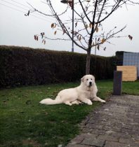 Pyrenäenberghund Vegard im November 2020