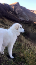 Pyrenäenberghund Velie im Oktober 2019