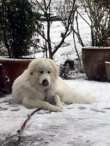 Pyrenäenberghund Velie im Dezember 2019