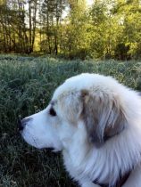 Pyrenäenberghund Velie im Juni 2020