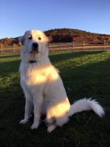 Pyrenäenberghund Velie im November 2020
