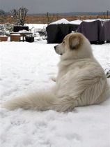 Pyrenäenberghund Velie im Januar 2021