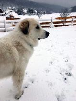 Pyrenäenberghund Velie im Januar 2021