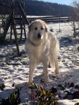 Velie_20221217-1