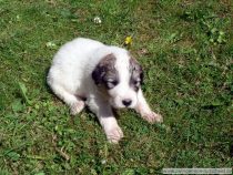 Rüde 3 vom V-Wurf im Alter von zweieinhalb Wochen