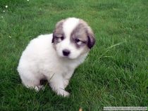 Rüde 3 vom V-Wurf im Alter von viereinhalb Wochen