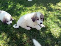 Verdi im Alter von acht Wochen