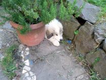Pyrenäenberghund Verdi im Juni 2019