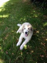 Pyrenäenberghund Verdi im Juli 2019