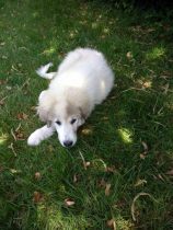 Pyrenäenberghund Verdi im Juli 2019