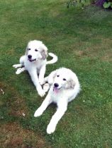 Pyrenäenberghunde Verdi und Vamos im August 2019