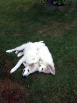 Pyrenäenberghunde Verdi und Vamos im August 2019