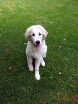 Pyrenäenberghund Verdi im September 2019