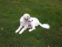 Pyrenäenberghund Verdi im September 2019