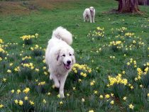 Pyrenäenberghunde Verdi und Raya im April 2020