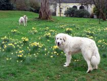 Pyrenäenberghunde Verdi und Raya im April 2020