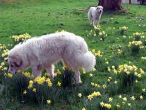 Pyrenäenberghunde Verdi und Raya im April 2020