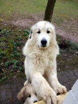 Pyrenäenberghunde Verdi und Wally im März 2021