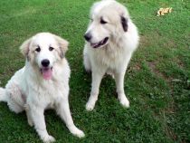 Pyrenäenberghunde Verdi und Wally im Juli 2021