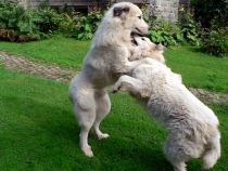 Pyrenäenberghunde Verdi und Wally im August 2021