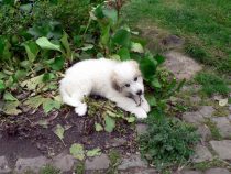 Viva-Daisy_20190529-1
