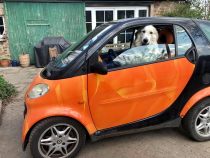 Viva-Daisy_20200408-1