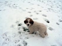 Pyrenäenberghund Waldi im Januar 2021