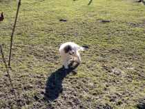 Pyrenäenberghund Wally im Februar 2021