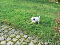 T Wurf 2015 4,5 Wochen
