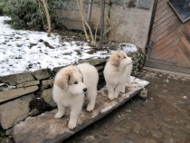 T Wurf 2015 12 Wochen