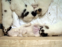 U Wurf 2017 im Alter von 2 Wochen