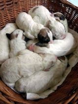 V-Wurf-2019_20190403-1