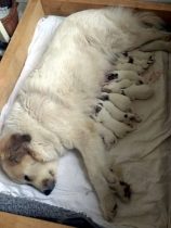 V-Wurf-2019_20190406-1