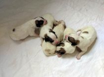 V-Wurf-2019_20190407-1