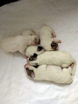 V-Wurf-2019_20190407-2