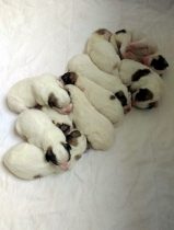 V-Wurf-2019_20190407-3